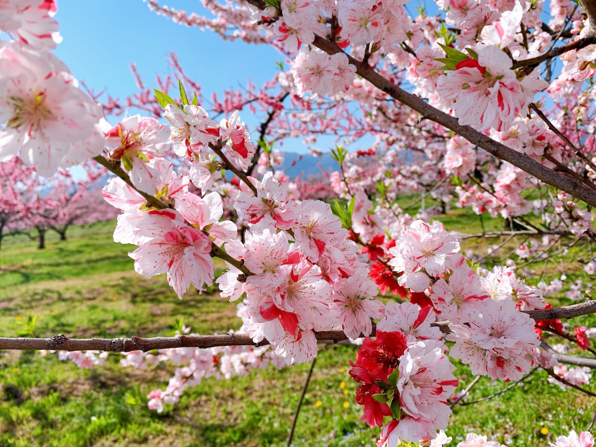 桃の花