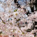 松ヶ丘公園　桜の花