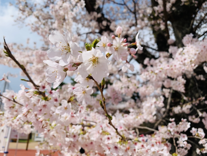 松ヶ丘公園　桜の花