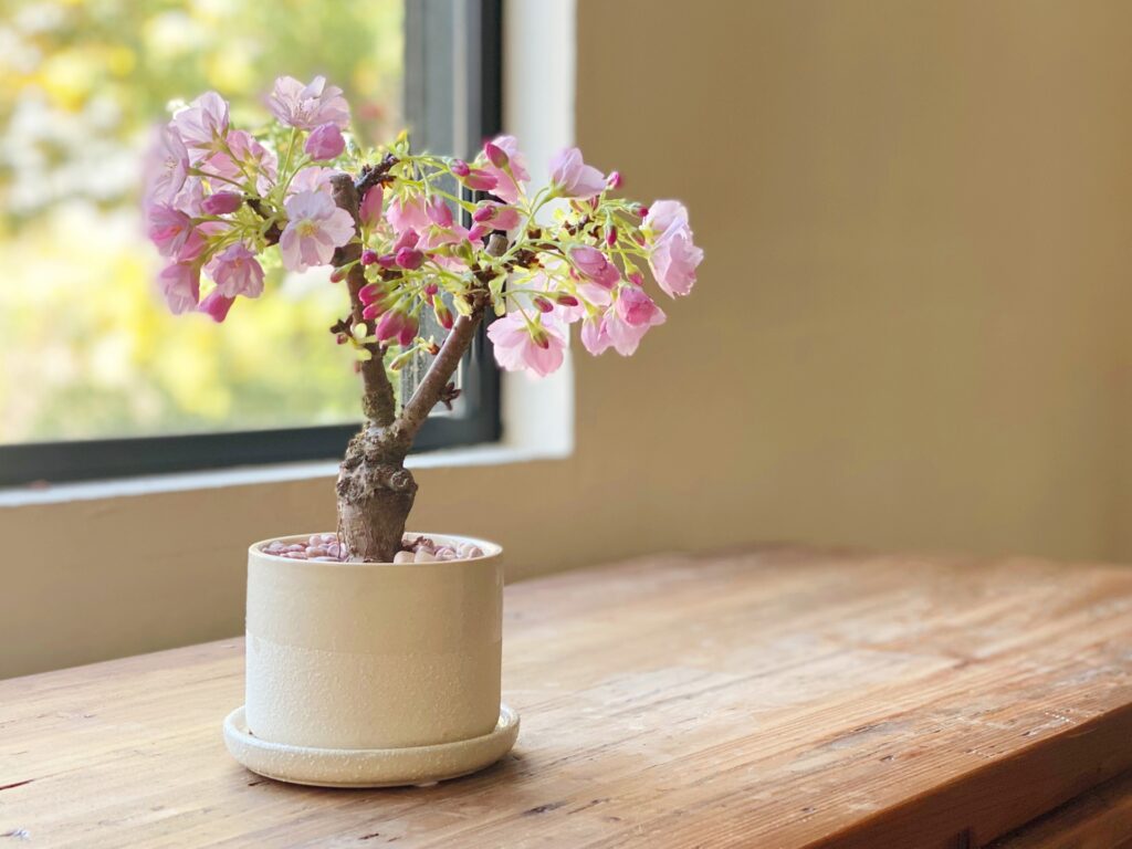 桜の盆栽