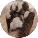 kyohno profile picture