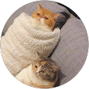 ねこ profile picture