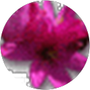 N S profile picture