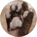 kyohno profile picture